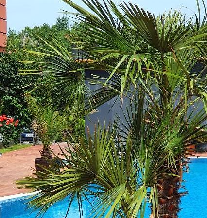 Apartament Cacao Residence Sunny Beach Exterior foto